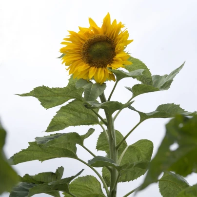 Slunečnice Mongolian Giant - Helianthus annuus - osivo slunečnice - 15 ks