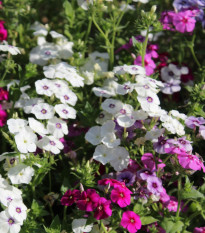 Plaménka Drummondova Tapestry - Phlox drum. - osivo plaménky - 180 ks