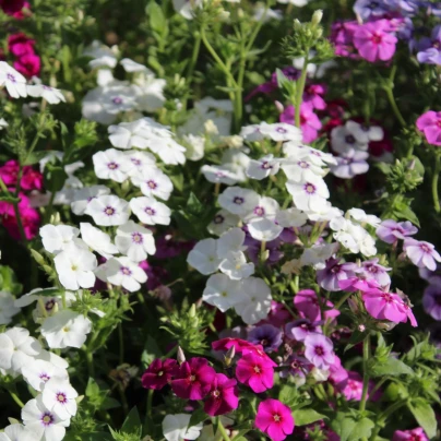 Plaménka Drummondova Tapestry - Phlox drum. - osivo plaménky - 180 ks