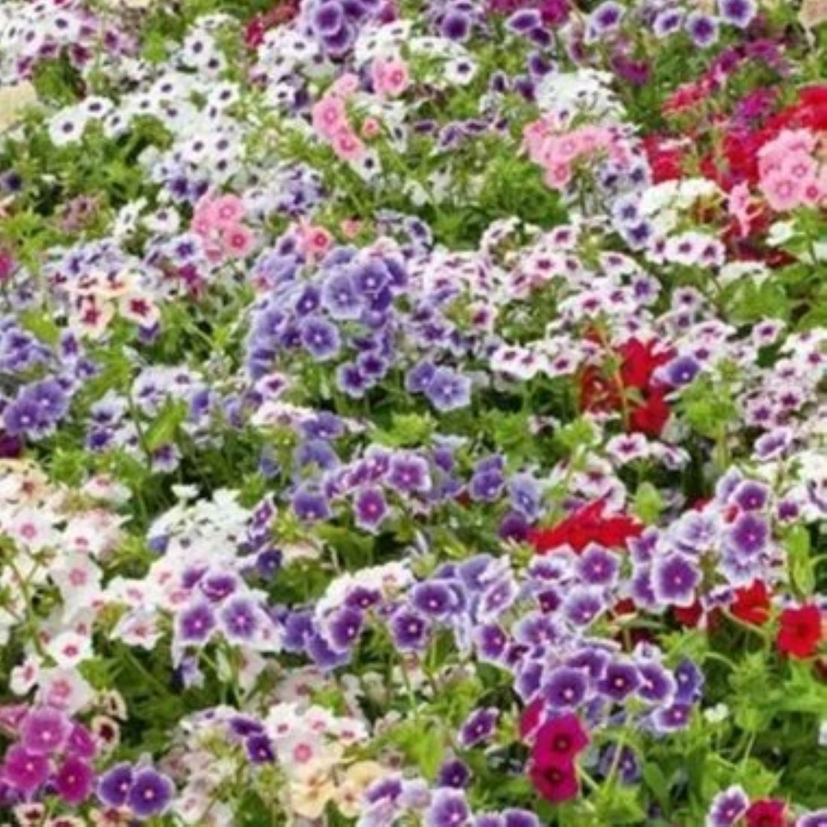 Plaménka Drummondova Tapestry - Phlox drum. - osivo plaménky - 180 ks