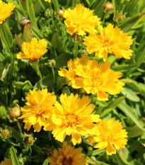 Krásnoočko velkokvěté presto - Coreopsis grandiflora - osivo krásnoočka - 20 ks