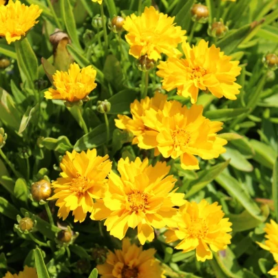Krásnoočko velkokvěté presto - Coreopsis grandiflora - osivo krásnoočka - 20 ks