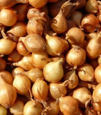 Cibule šalotka Mikor - Allium cepa - cibulky sazečky - 10 ks