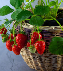 Jahodník převislý Pendula - Fragaria - prostokořenná sazenice jahodníku - 2 ks