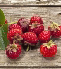 Jahodník Framberry - Fragaria ananassa - prostokořenná sazenice jahodníku - 2 ks