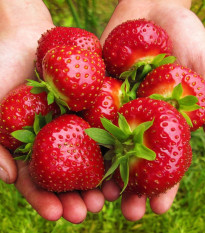 Jahodník Maxim - Fragaria ananassa - prostokořenná sazenice jahodníku - 3 ks