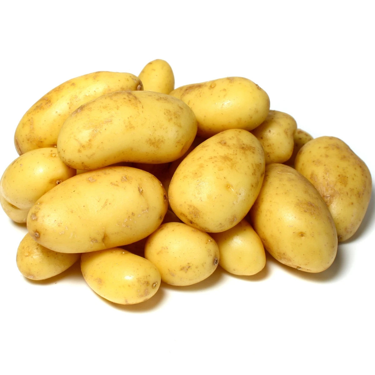 Sadbové brambory Camelia - Solanum tuberosum - sadba - 5 kg