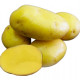 Sadbové brambory Camelia - Solanum tuberosum - sadba - 5 kg