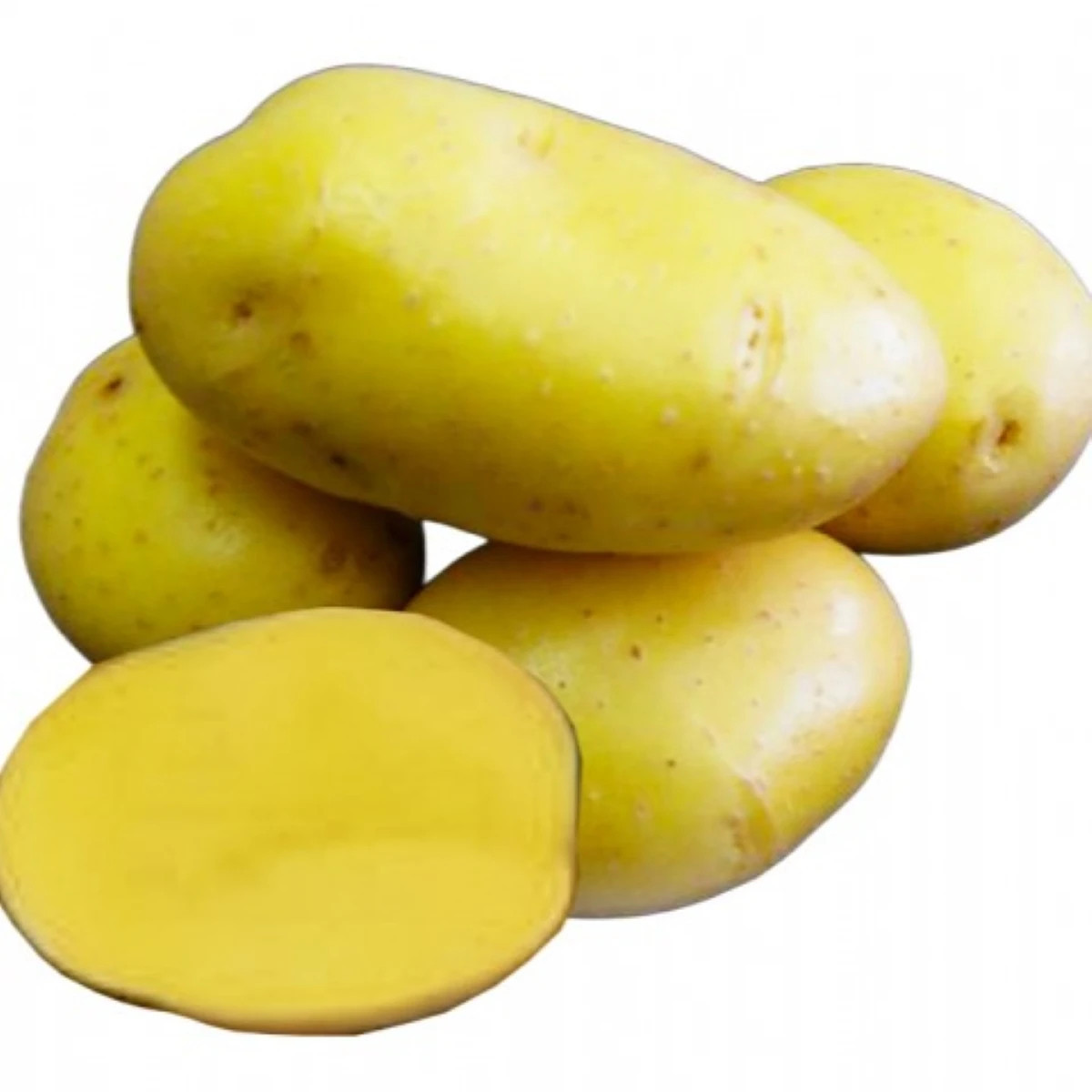 Sadbové brambory Camelia - Solanum tuberosum - sadba - 5 kg