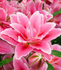 Lilie Lila Cloud - Lilium - cibule lilií - 1 ks