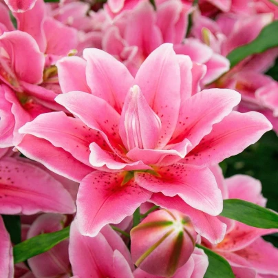 Lilie Lila Cloud - Lilium - cibule lilií - 1 ks