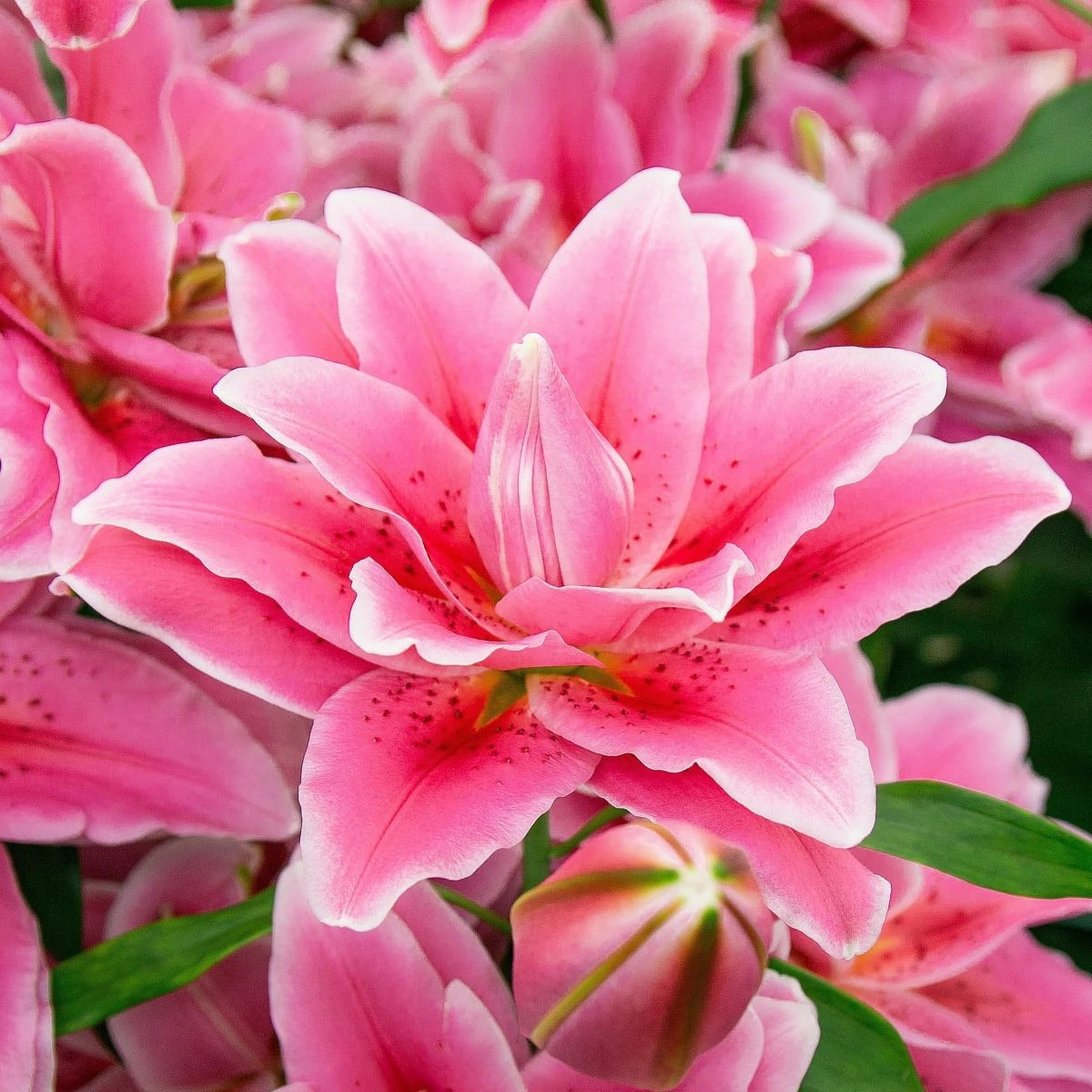 Lilie Lila Cloud - Lilium - cibule lilií - 1 ks