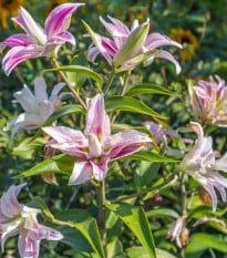 Lilie Sweet Rosy - Lilium - cibule lilií - 1 ks