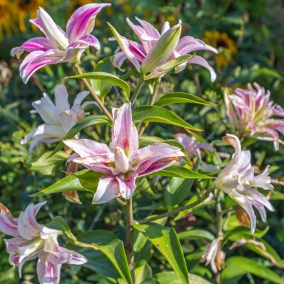 Lilie Sweet Rosy - Lilium - cibule lilií - 1 ks