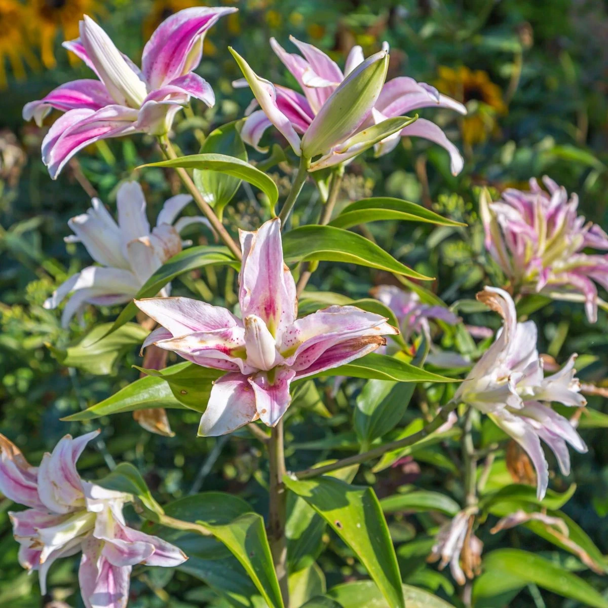 Lilie Sweet Rosy - Lilium - cibule lilií - 1 ks