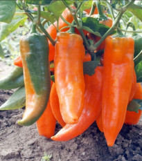 Paprika roční Timia - Capsicum annuum - osivo papriky - 30 ks