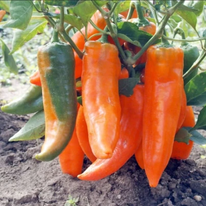 Paprika roční Timia - Capsicum annuum - osivo papriky - 30 ks