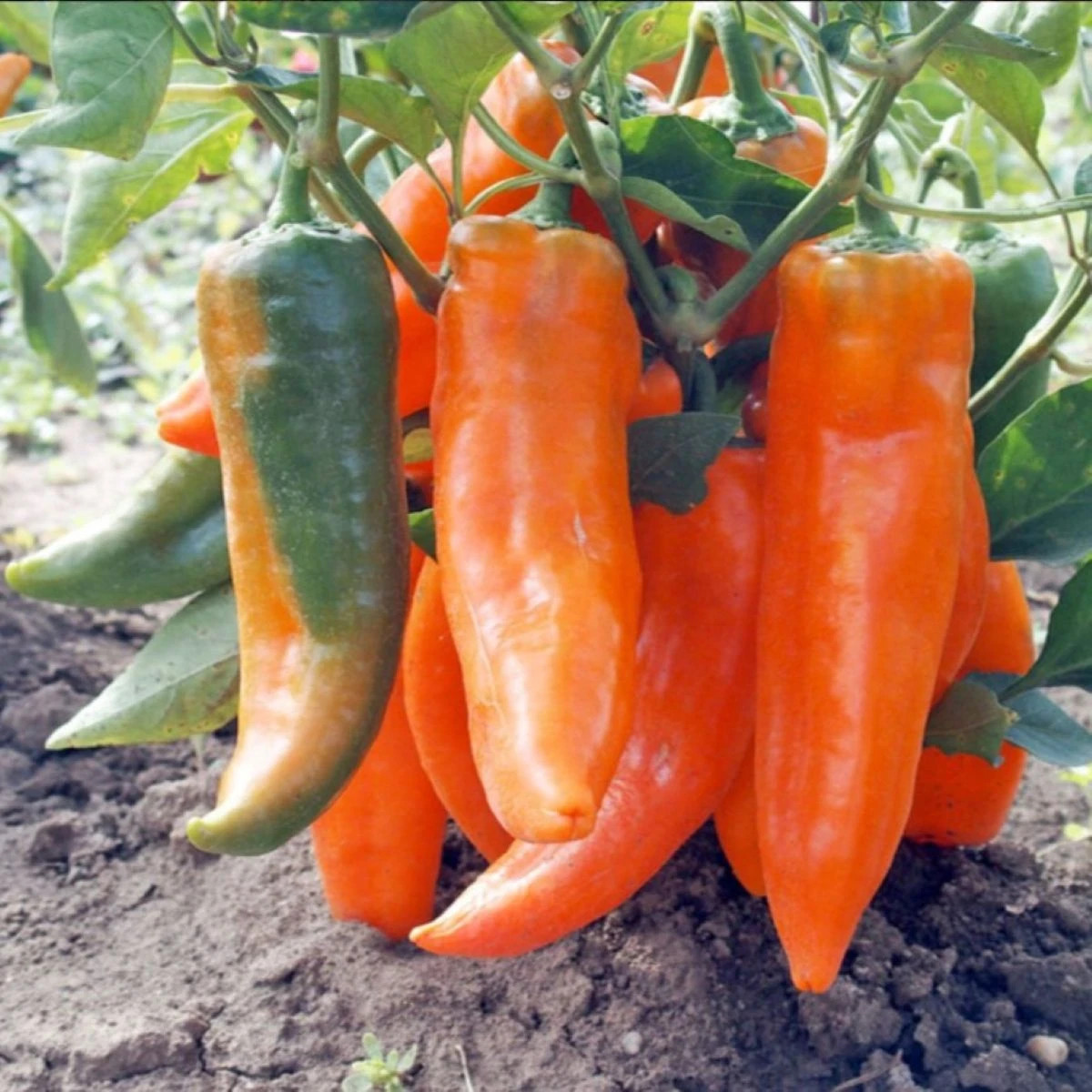Paprika roční Timia - Capsicum annuum - osivo papriky - 30 ks