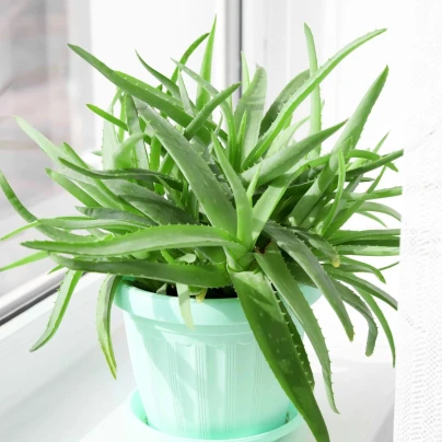 Aloe vera - Barbadensis miller - osivo aloe - 6 ks