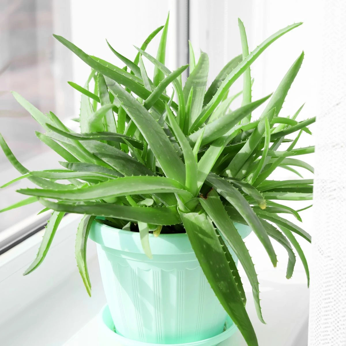 Aloe vera - Barbadensis miller - osivo aloe - 6 ks