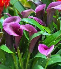 Kala Purple Sensation - Zantedeschia - hlízy kaly - 1 ks