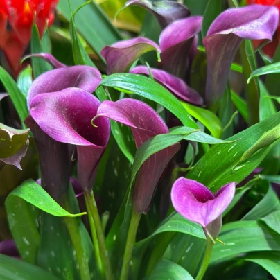 Kala Purple Sensation - Zantedeschia - hlízy kaly - 1 ks