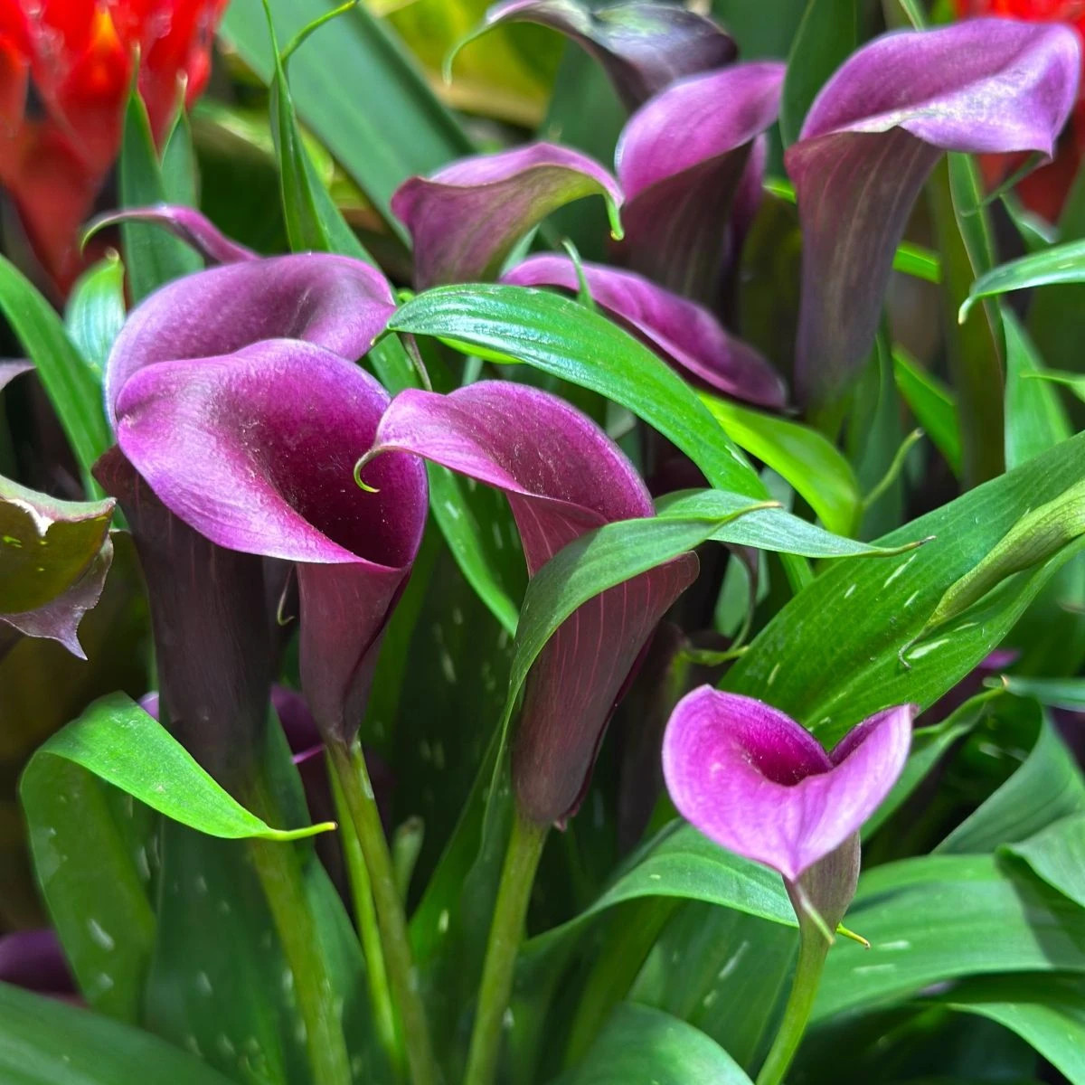 Kala Purple Sensation - Zantedeschia - hlízy kaly - 1 ks