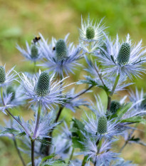Máčka alpská - Eryngium Alpinum - prostokořenná sazenice máčky - 1 ks
