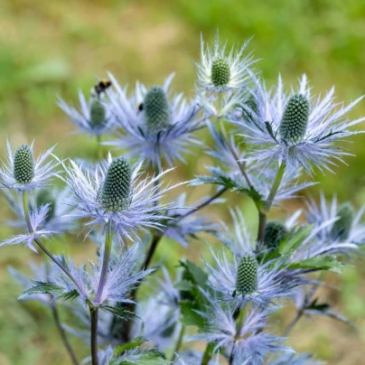 Máčka alpská - Eryngium Alpinum - prostokořenná sazenice máčky - 1 ks