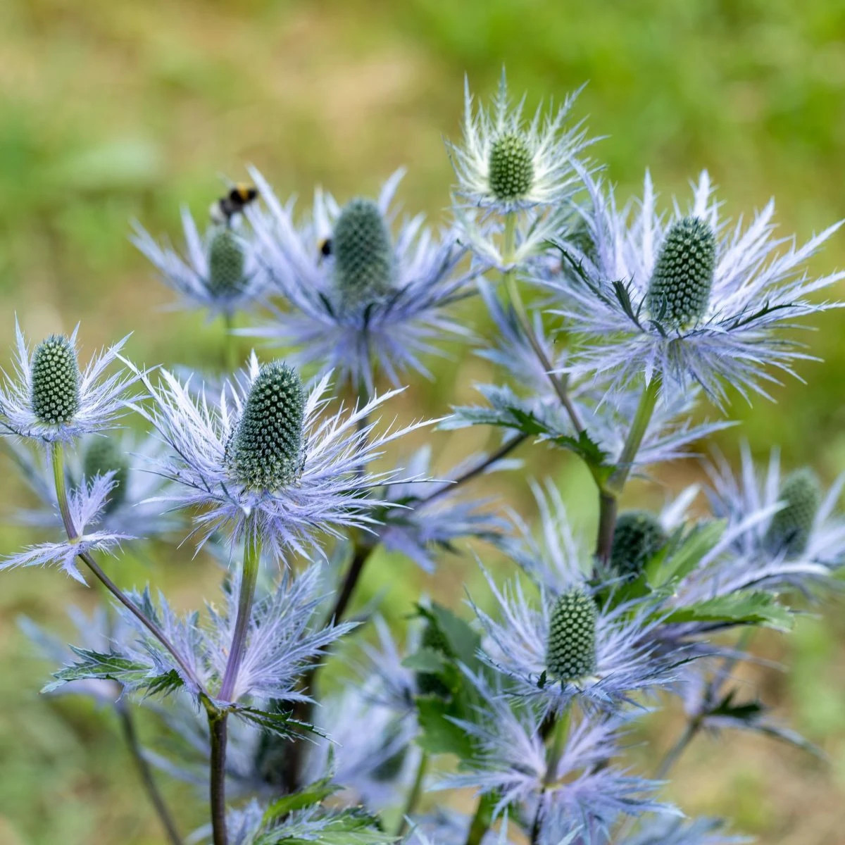 Máčka alpská - Eryngium Alpinum - prostokořenná sazenice máčky - 1 ks