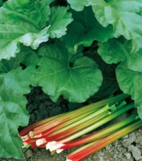Rebarbora Victoria - Rheum rhabarbarum - prostokořenná sazenice rebarbory - 1 ks