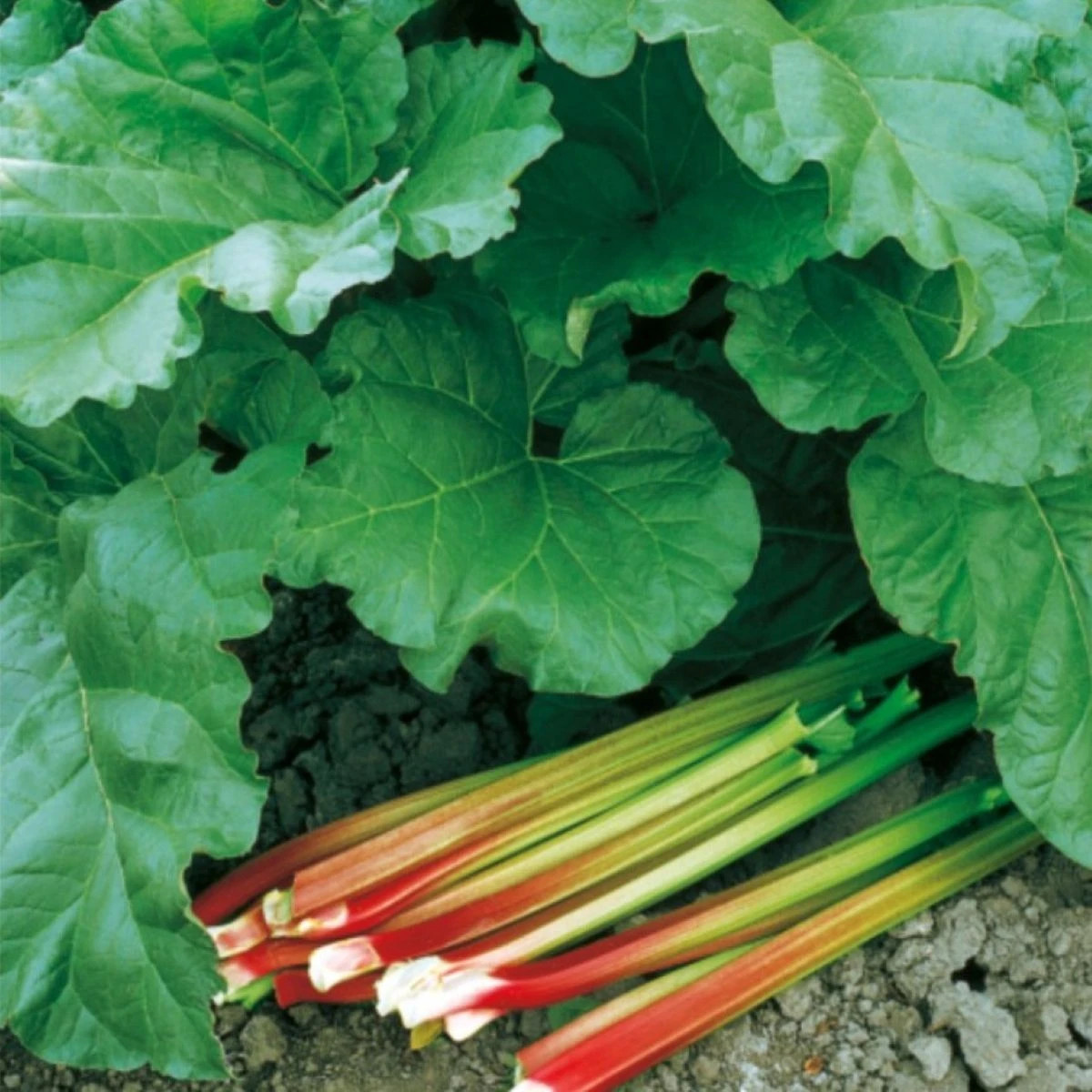 Rebarbora Victoria - Rheum rhabarbarum - prostokořenná sazenice rebarbory - 1 ks