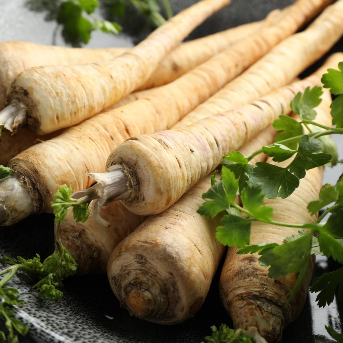 Petržel kořenová Halblange Eagle - Petroselinum crispum - osivo petržele - 500 ks