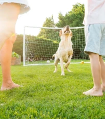 Trávník zátěžový Premium Profi Line - osivo Kiepenkerl - směs - 1 kg