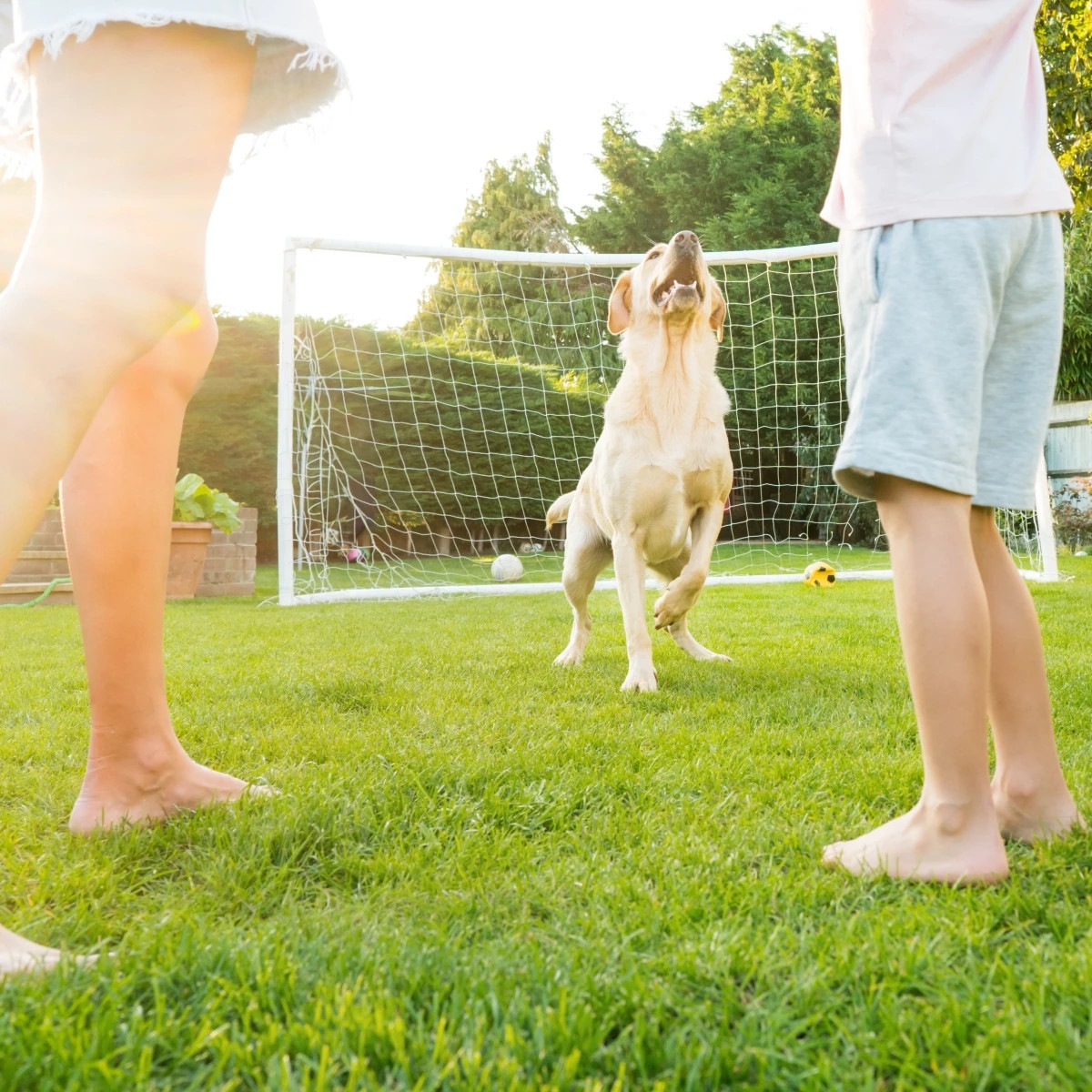 Trávník zátěžový Premium Profi Line - osivo Kiepenkerl - směs - 1 kg