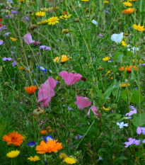 Nízká přírodní louka Premium Profi Line - Kiepenkerl - 400 g