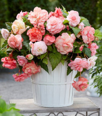 Begonie Flamenca - Begonia splendide - hlízy begonie - 2 ks