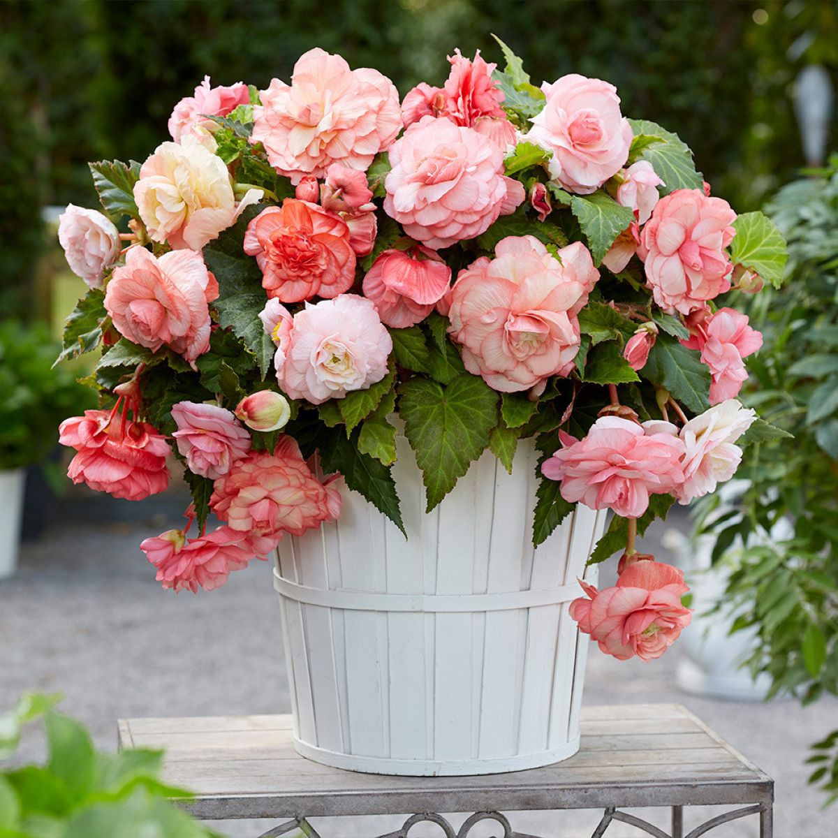 Begonie Flamenca - Begonia splendide - hlízy begonie - 2 ks