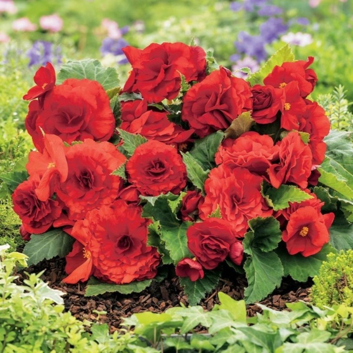 Begonie Nonstop červená - Begonia tuberhybrida - hlízy begónie - 2 ks