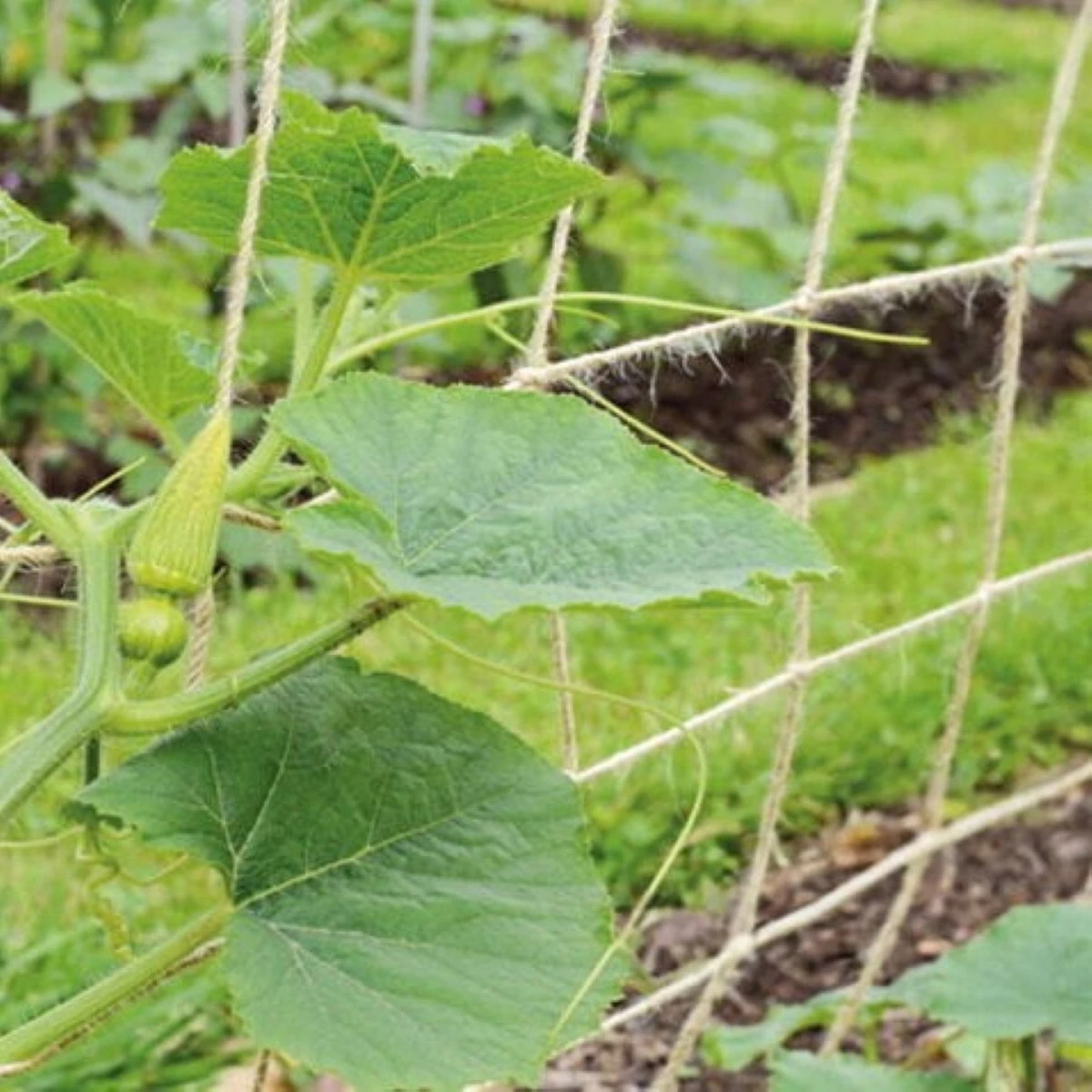 Jutová zahradní síť - podpůrná síť - SOGO - pěstební pomůcky - 1,8 × 1,8 m - 1 ks