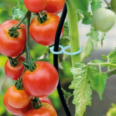Klipsy na rajčata - SOGO - pěstební pomůcky - 15 ks