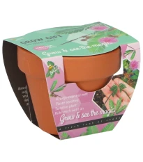 Buzzy Grow Gifts - Mini sada pro pěstování citlivky - Pieterpik - 1 ks
