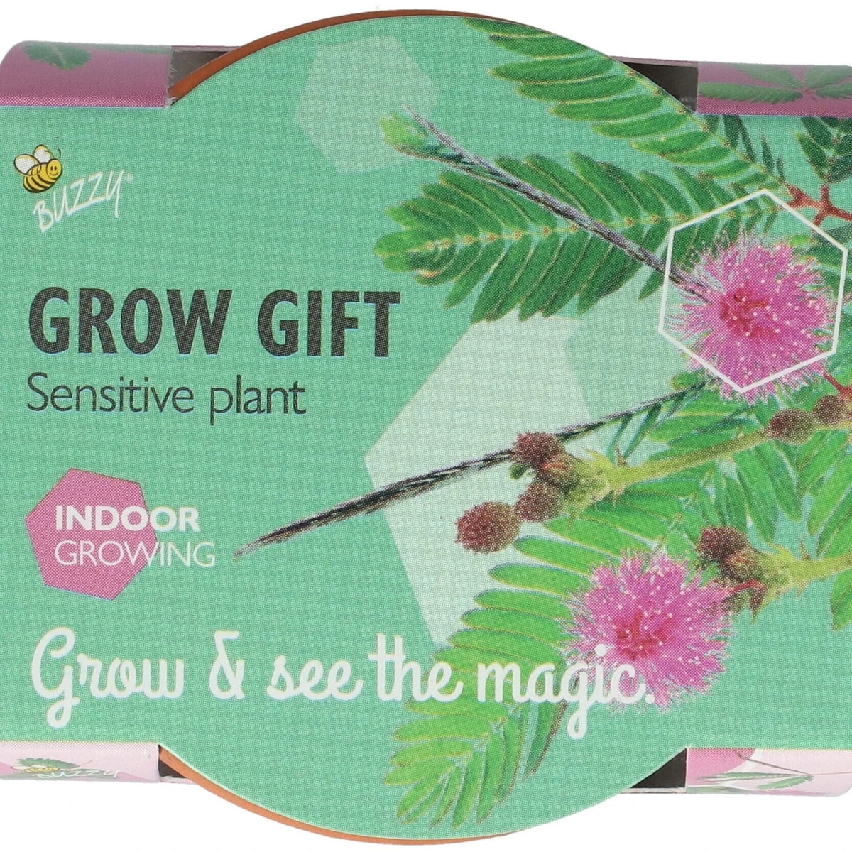 Buzzy Grow Gifts - Mini sada pro pěstování citlivky - Pieterpik - 1 ks