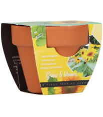 Buzzy Grow Gifts - Mini sada pro pěstování slunečnice - Pieterpik - 1 ks
