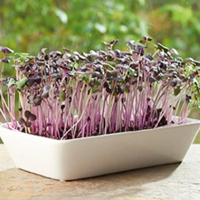 Buzzy - Sada pro pěstování ředkve Daikon Red - Pieterpik - 1 ks