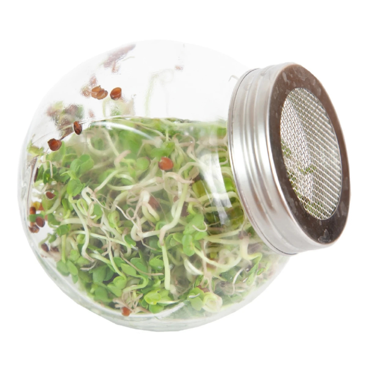 Buzzy - Bio klíčící sklenice Daikon - Pieterpik - 1 ks