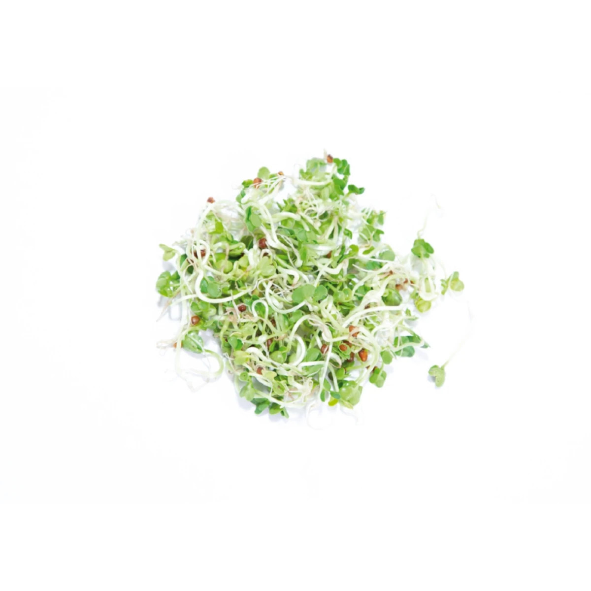 Buzzy - Bio klíčící sklenice Daikon - Pieterpik - 1 ks