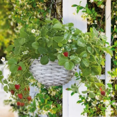 Buzzy - Závěsná zahrádka na pěstování jahod - Pieterpik - 1 ks