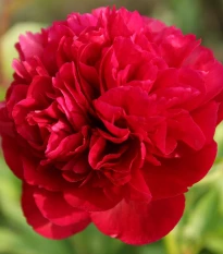 Pivoňka Red Sarah Bernhardt - Paeonia lactiflora - hlízy pivoňky - 1 ks
