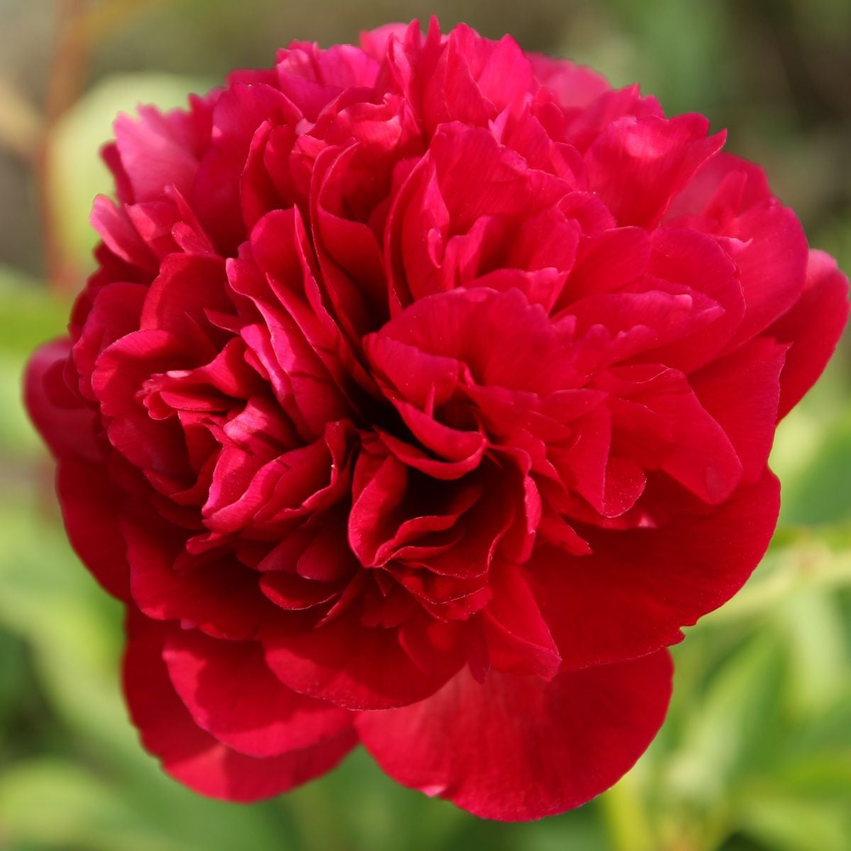 Pivoňka Red Sarah Bernhardt - Paeonia lactiflora - hlízy pivoňky - 1 ks